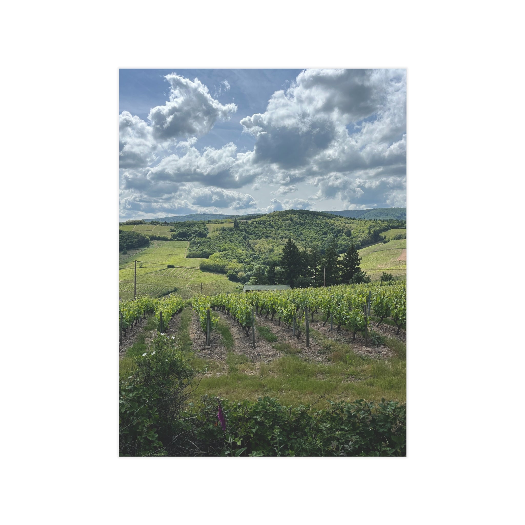 Vineyards of La Madonna - Art Print